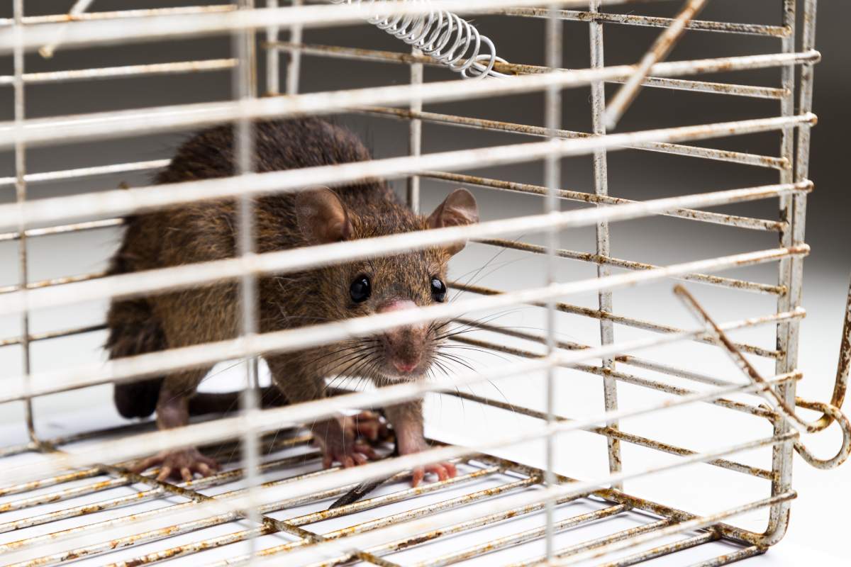 Close up of anxious rat trapped and caught in metal cage