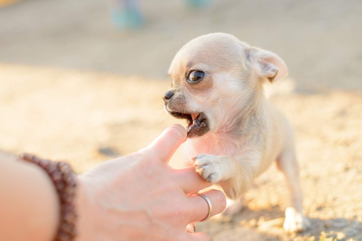 Why Are Chihuahuas So Aggressive? Understanding Small Dog Aggression