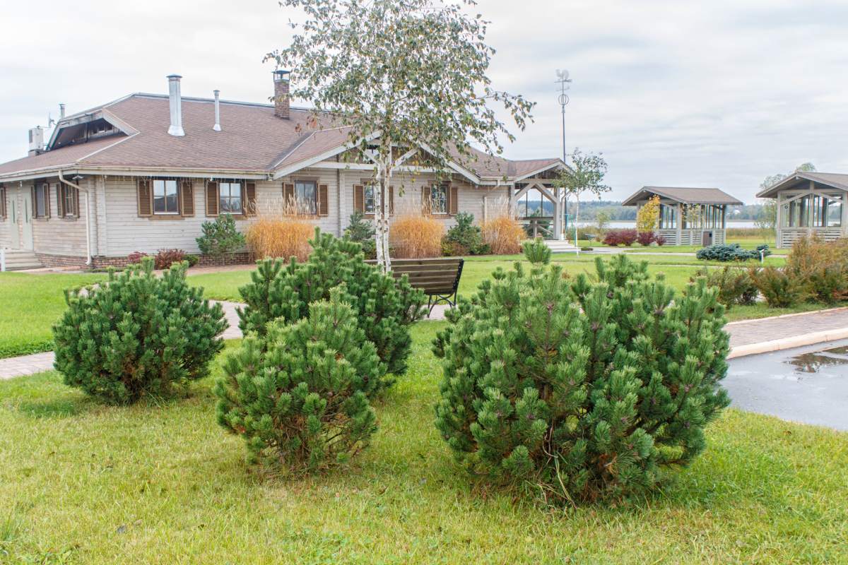 Modern wooden cottage with green lawn, birch tree  and landscape design with ornamental grasses and mountain pines