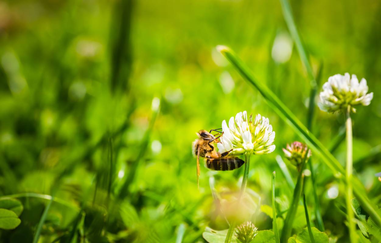 close-up-of-honey-bee-on-the-clover-flower-in-the-2024-10-16-17-09-54-utc (1)