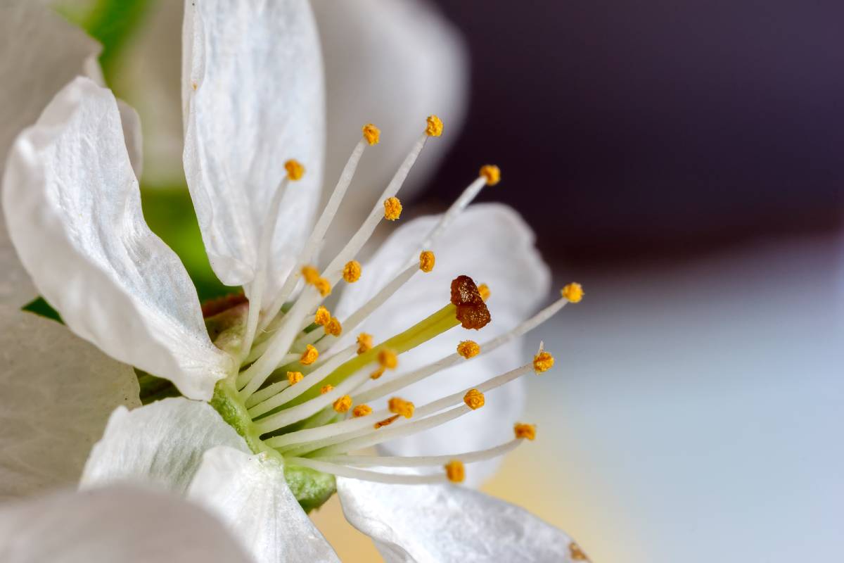 Understanding Pollen: Risks, Allergies, and Flower Pollen Safety