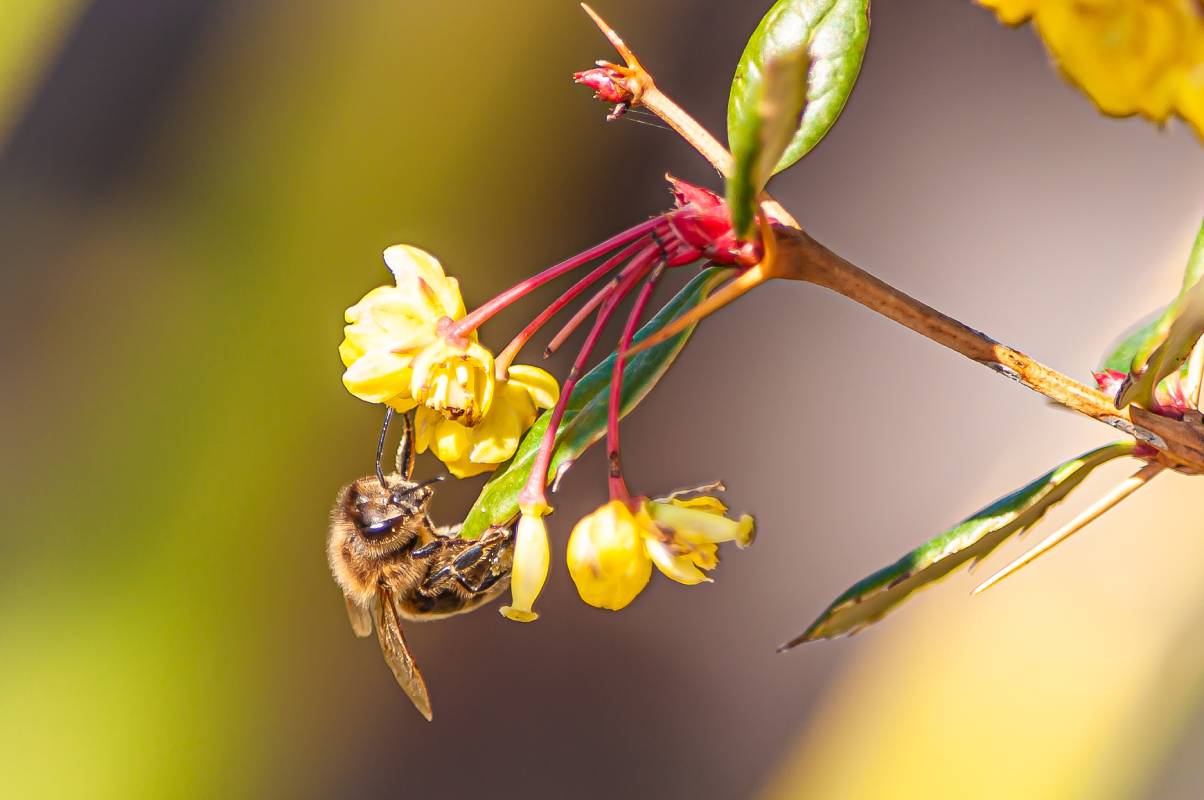 macro-picture-of-a-bee-taking-nectar-from-a-yellow-2023-11-27-04-49-49-utc