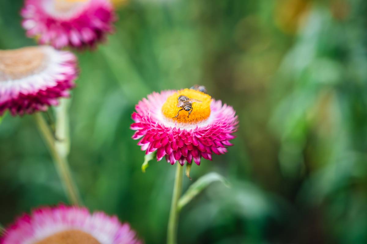 straw-flower-or-everlasting-daisy-flower-blooming-2024-04-01-22-29-12-utc (1)