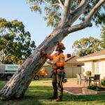 professional arborist inspecting hazardous tree for removal in Perth WA