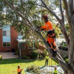 certified arborist pruning tree in Australian suburb