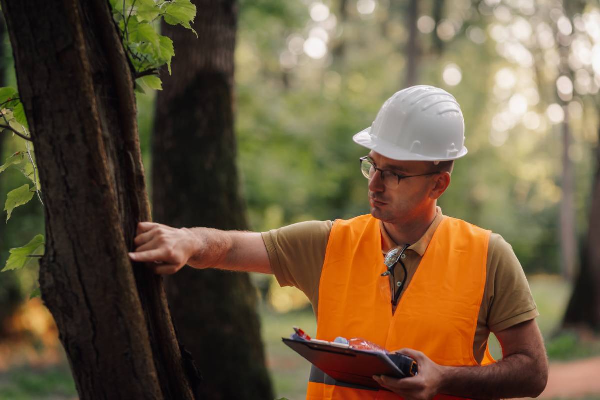 Forestry engineer examining tree bark for signs of disease or insect infestation, holding clipboard and wearing safety helmet