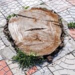 Tree stump growing between paving slabs.