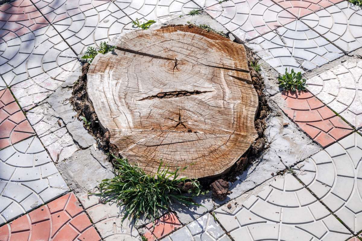 Tree stump growing between paving slabs.