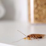 Cockroach with food crumbs on white table, closeup