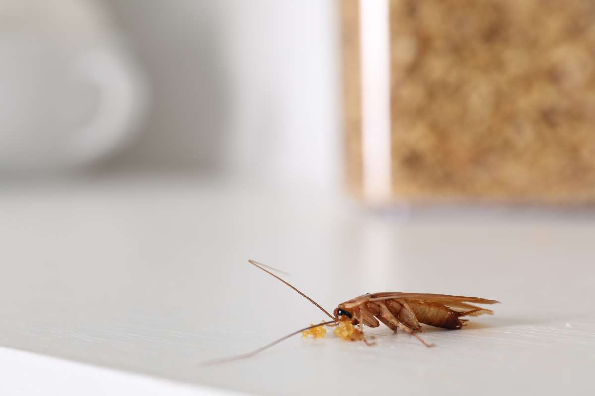 Cockroach with food crumbs on white table, closeup